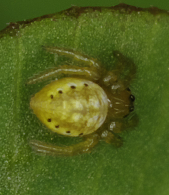 Araniella sp.